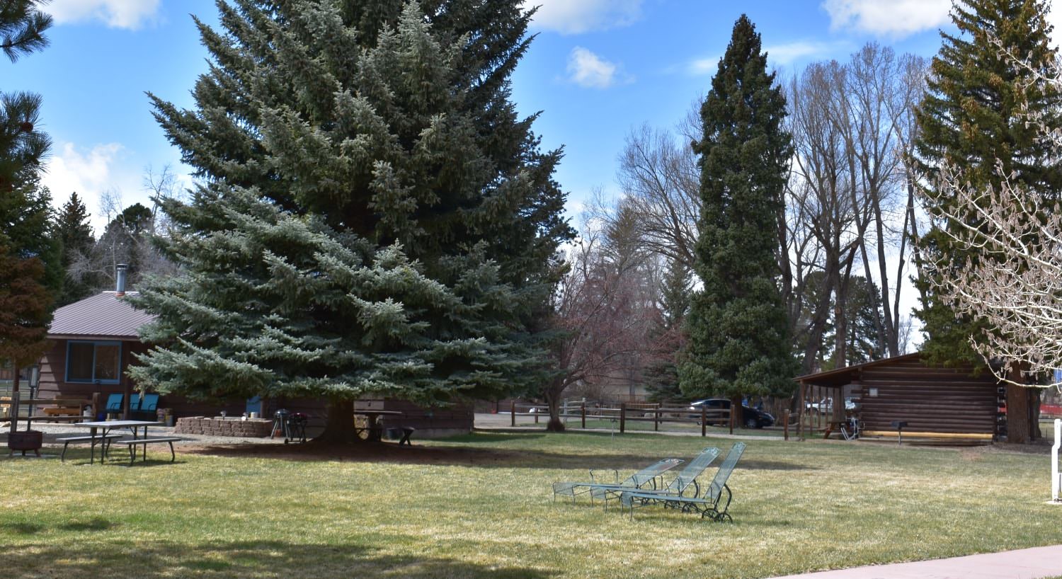 Multiple log cabins with blue painted doors and trim surrounded by large evergreen trees and grassy area