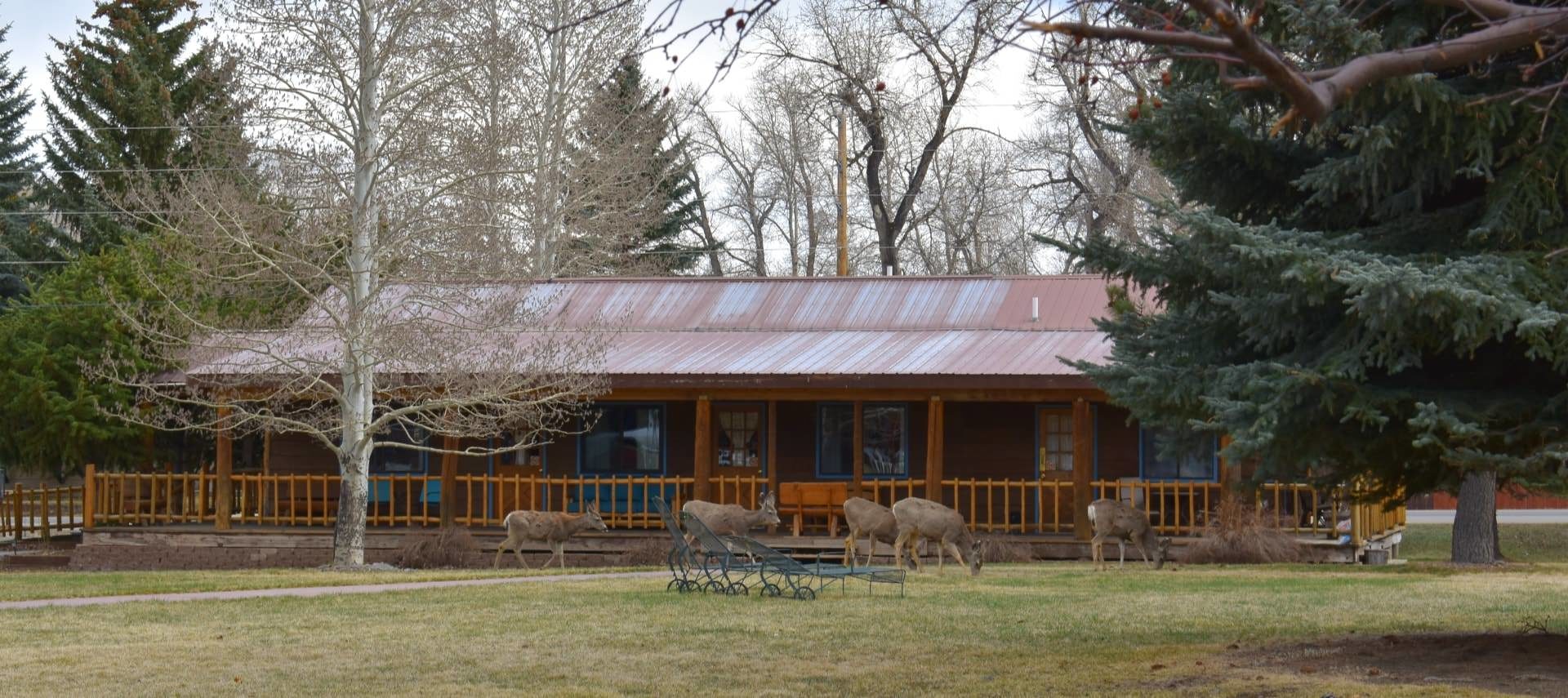 Large wooden lodge with blue painted trim surrounded by large pine trees and multiple deer grazing in the green lawn