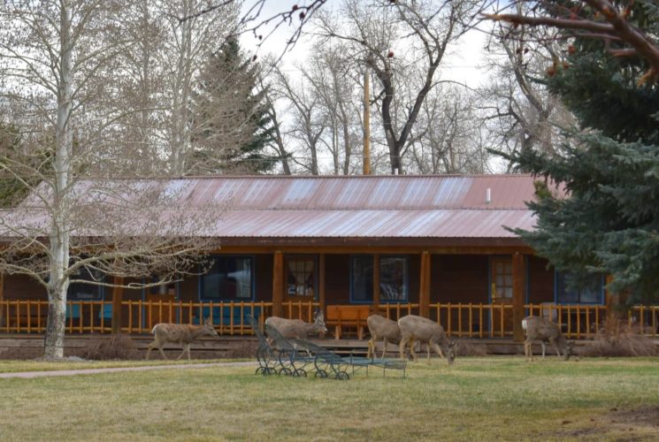 Large wooden lodge with blue painted trim surrounded by large pine trees and multiple deer grazing in the green lawn