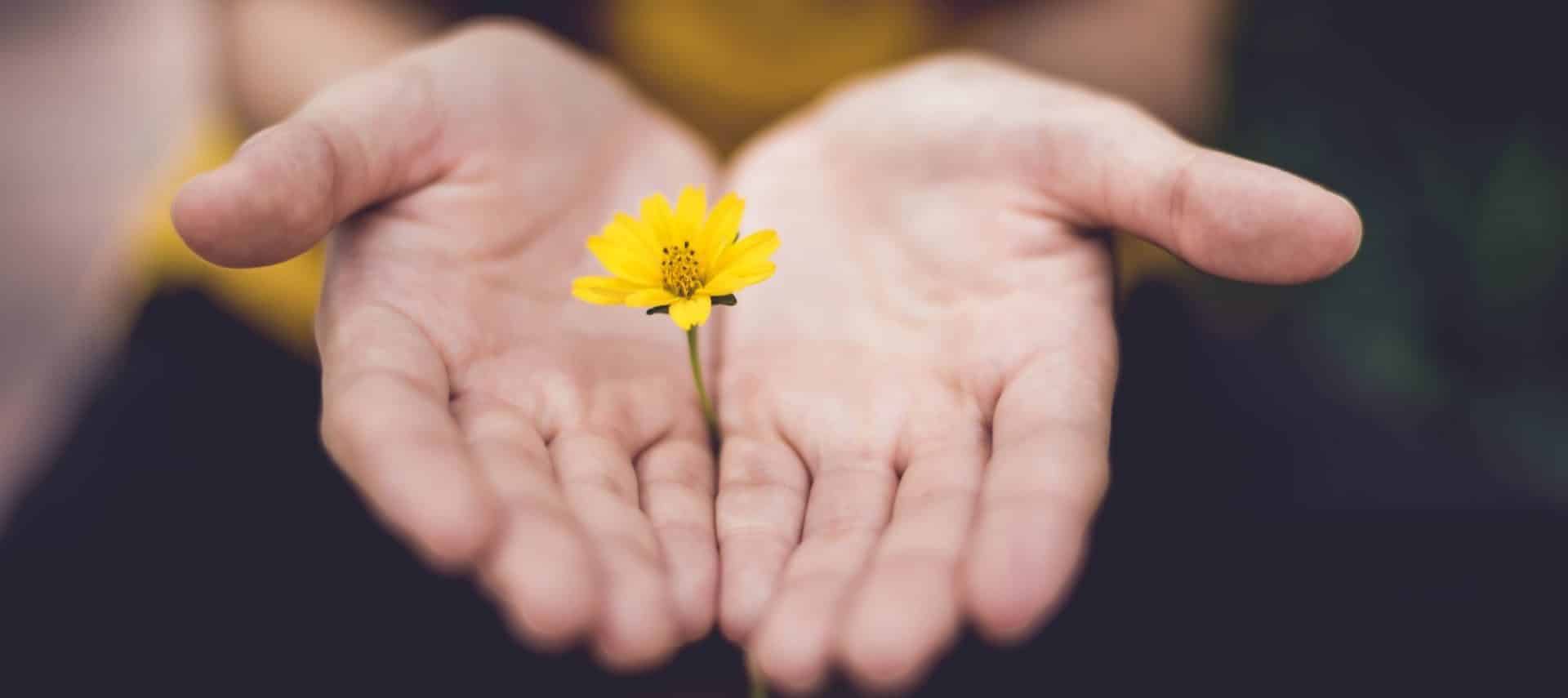 Close up view of yellow flower in a person's hands