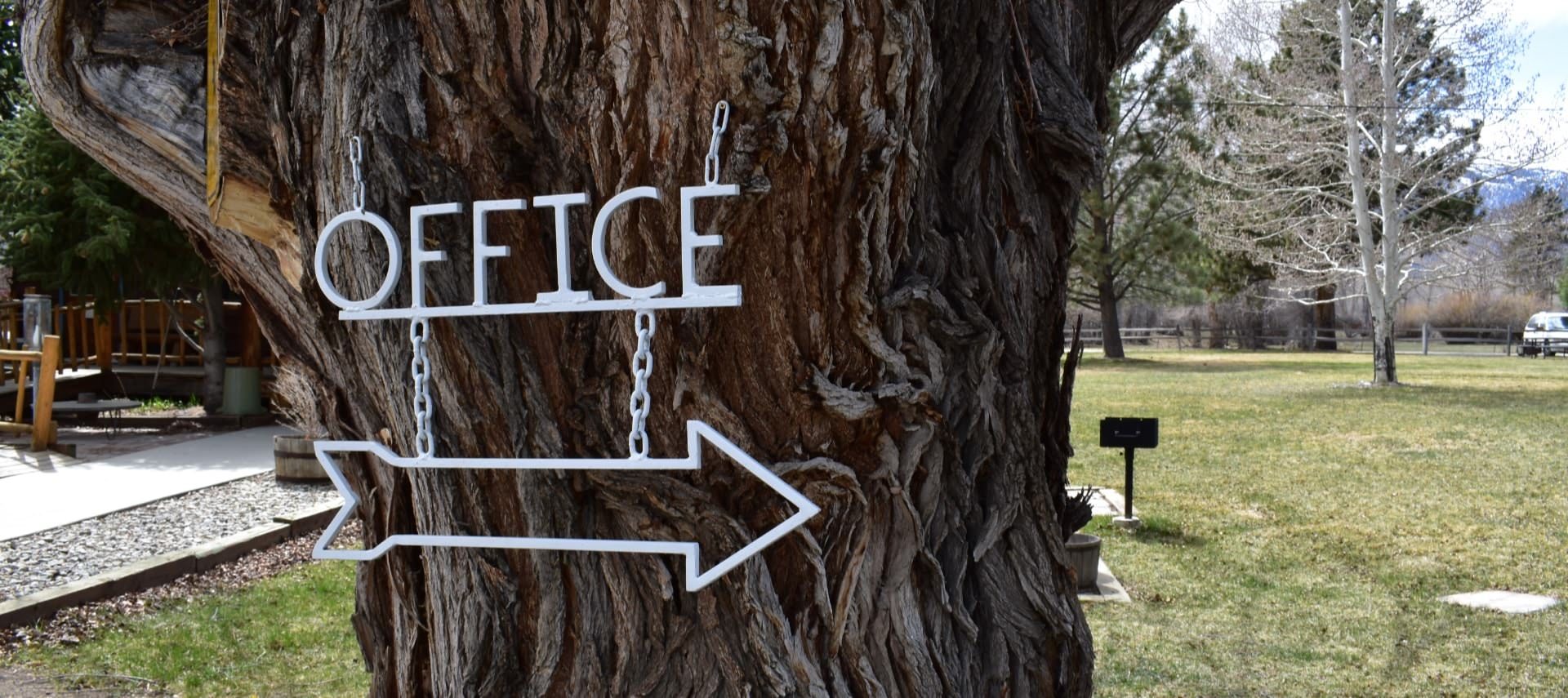 Close up view of a large tree with a white sign with an arrow to the office