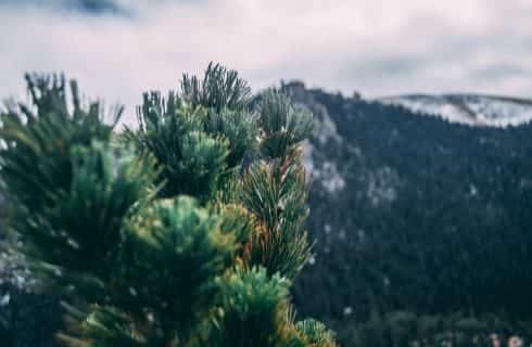 Close up view of green pine needles with mountains in the background